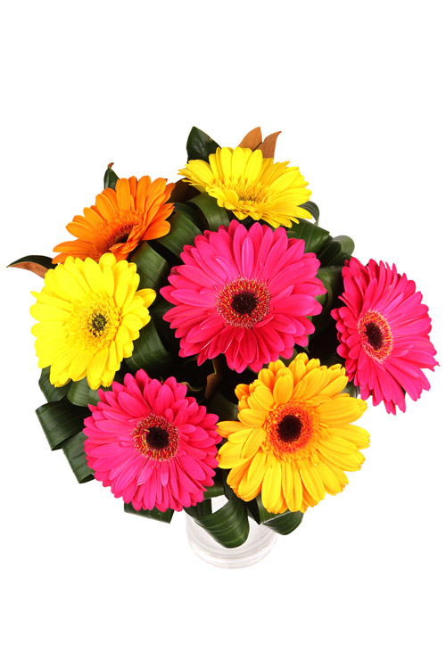 Cecilia - Main Image