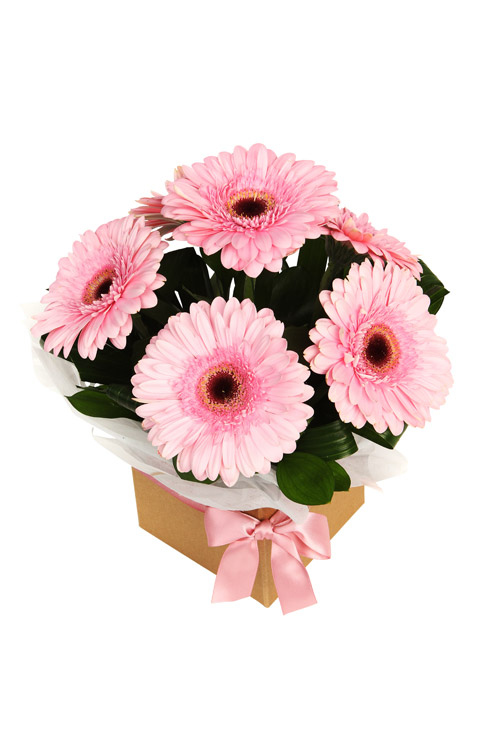 Congratulations it's a Girl! - Main Image