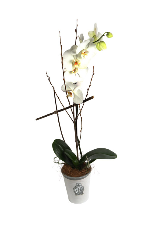 Phalaenopsis orchid plant - Main Image