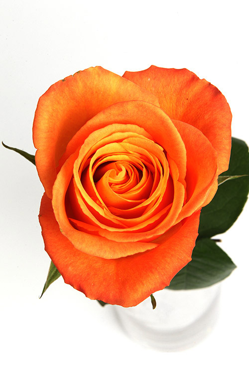 Forever more - Image 1