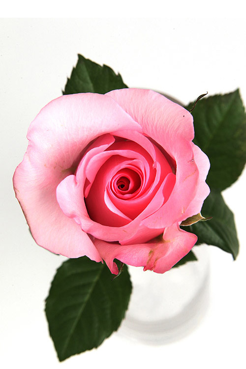 Forever more - Image 2