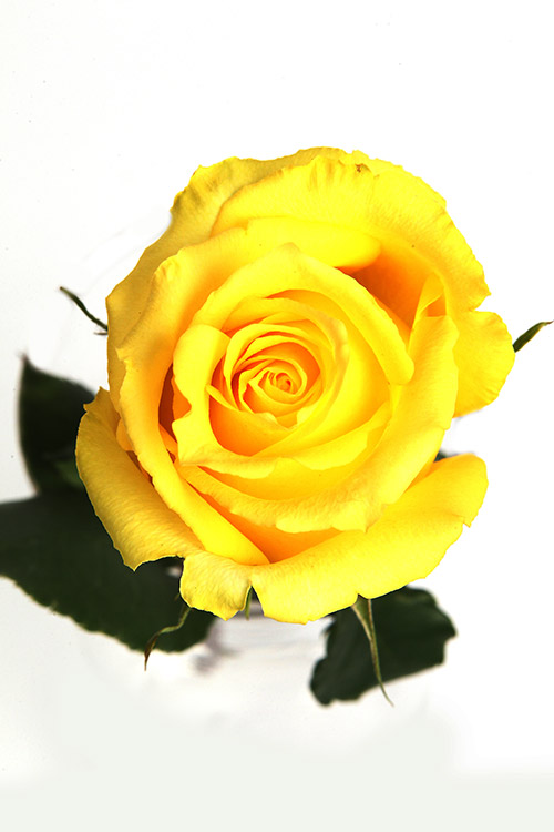 Forever more - Image 3