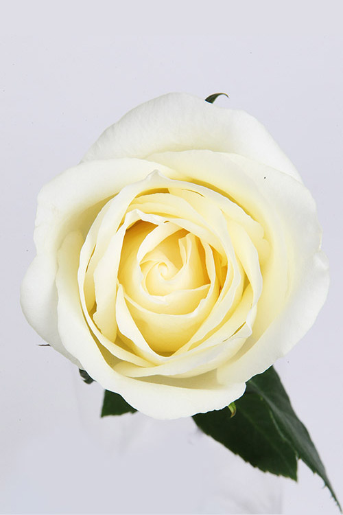 Forever more - Image 4